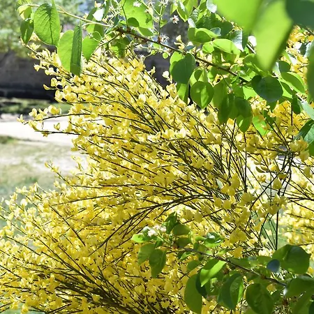La Ginestra *